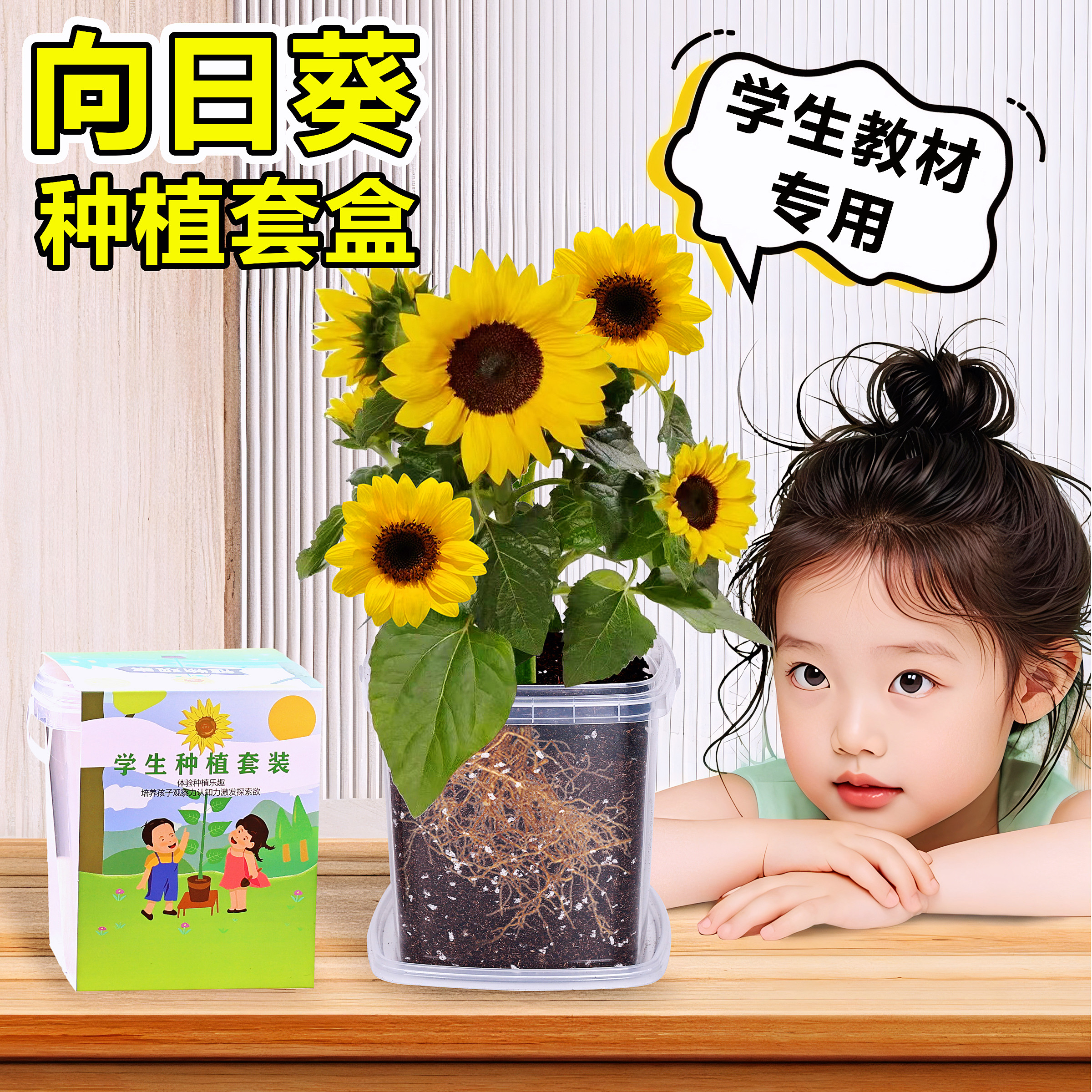 向日葵种孑小学生观察植物四季凤仙花种籽儿童种植小盆栽种子套装