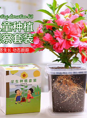 凤仙花种籽儿童种植小盆栽向日葵种孑小学生实验观察植物种子套装