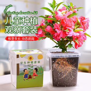 凤仙花种籽儿童种植小盆栽向日葵种孑小学生实验观察植物种子套装