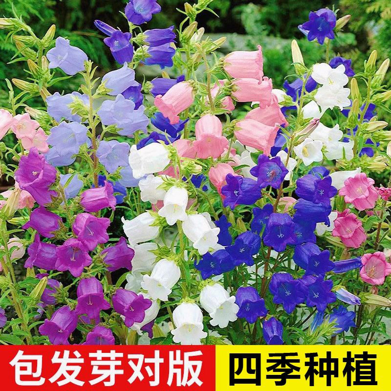 风铃草花种子四季播种易活发芽快
