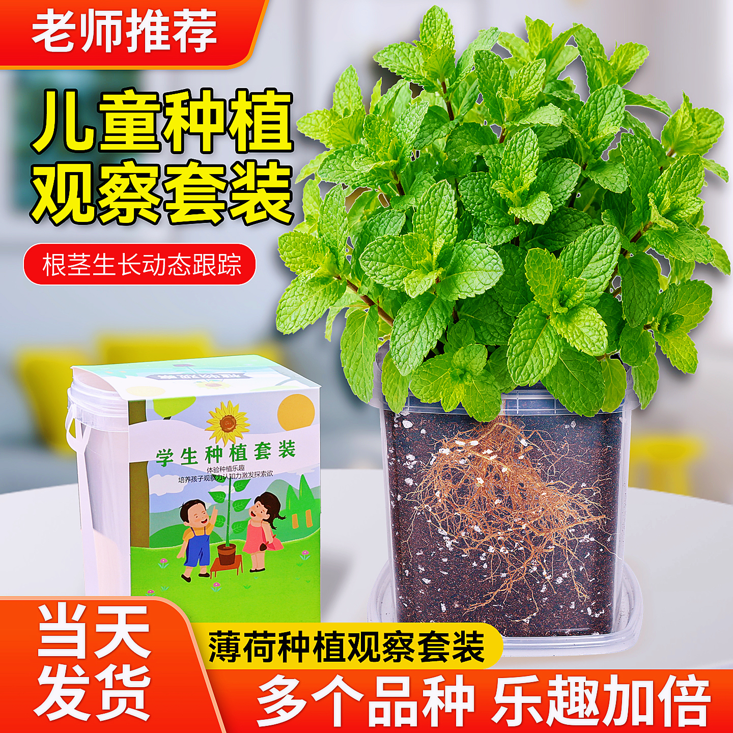 可食用薄荷种子儿童种植小盆栽草莓凤仙花种籽小学生观察植物种子