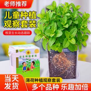 可食用薄荷种子儿童种植小盆栽草莓凤仙花种籽小学生观察植物种子