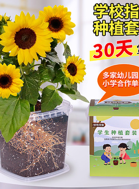 儿童种植小盆栽向日葵种子发芽快