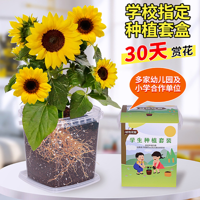 儿童种植小盆栽向日葵种子发芽快