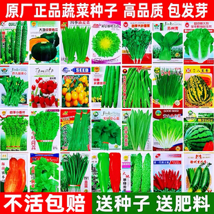 四季蔬菜种子菜种籽春夏各种瓜果黄瓜豆角番茄辣椒蔬菜籽种孑大全