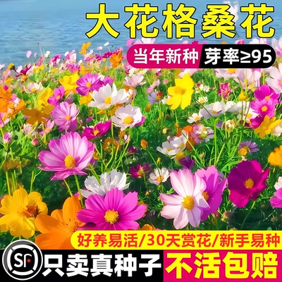 七彩格桑花波斯菊花种子四季播种开花易活花海花籽庭院花种籽子孑