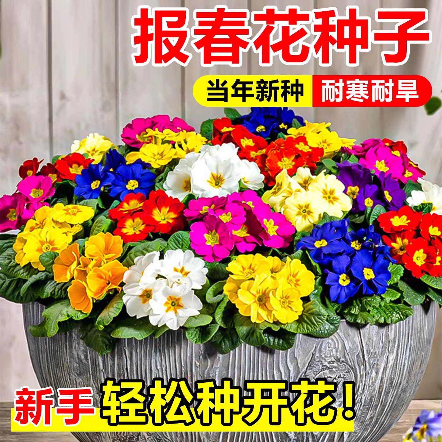 报春花种子四季播种开花3天发芽图片