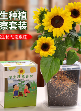 儿童种植小盆栽向日葵种孑四季凤仙花种籽小学生观察植物开花种子