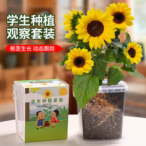 儿童种植小盆栽向日葵种孑四季凤仙花种籽小学生观察植物开花种子