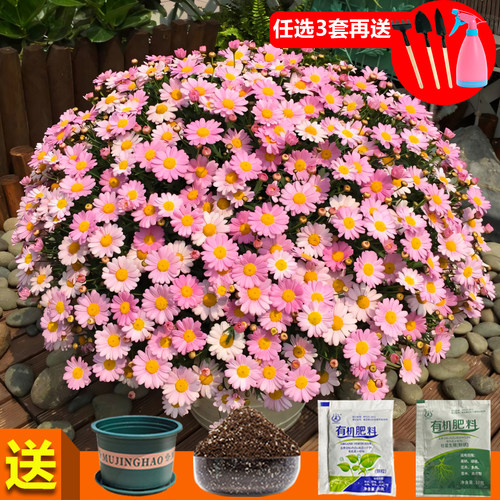 爆盆小雏菊花种四季种植3天发芽