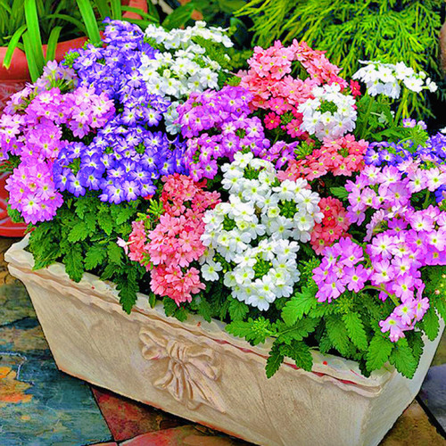 美女樱花籽四季易活开花3天发芽