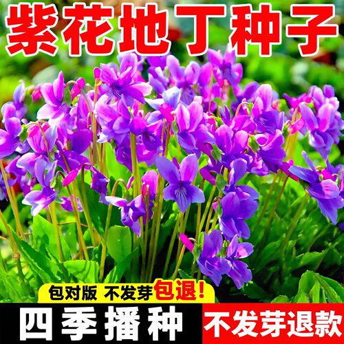 紫花地丁花籽四季播种快速开花