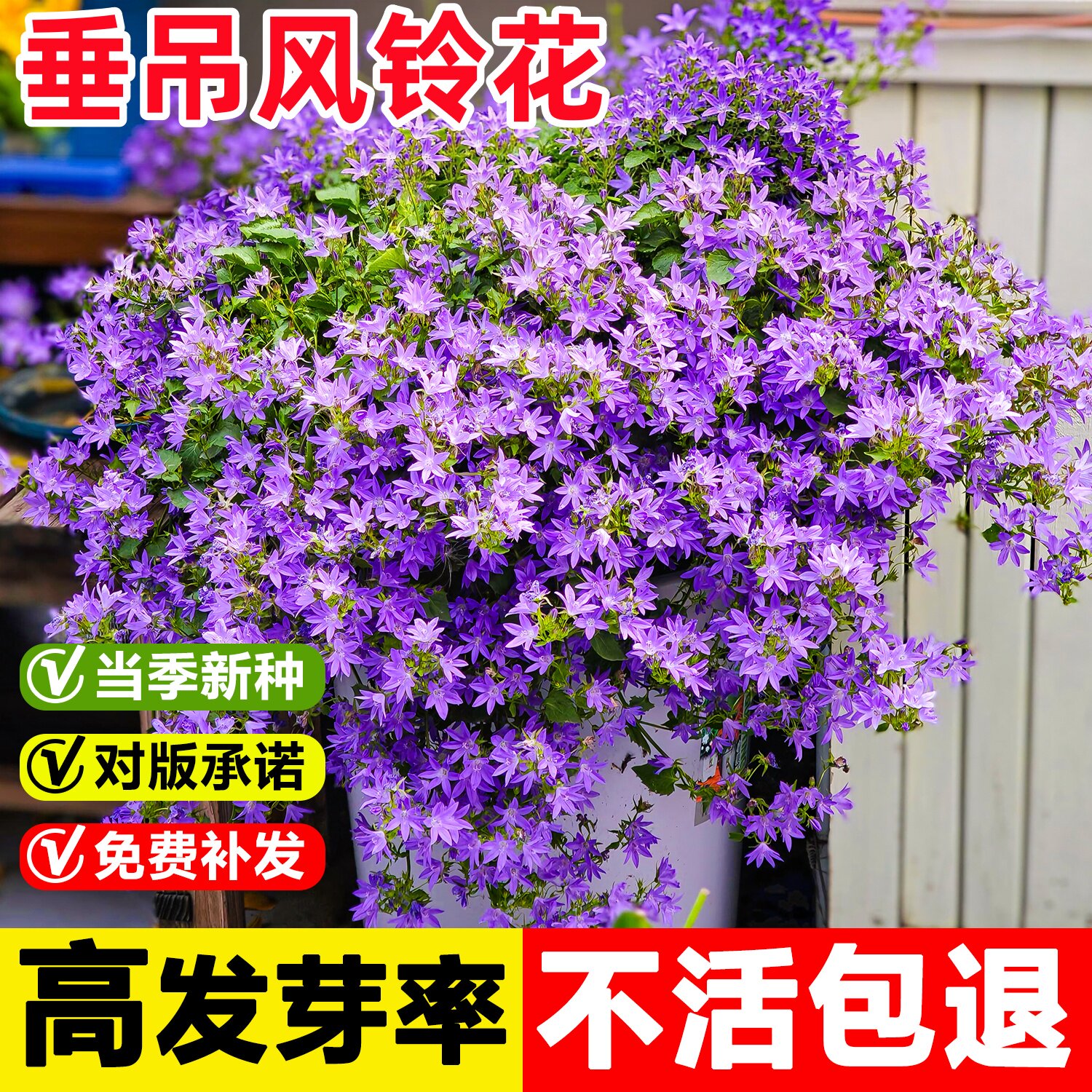 垂吊风铃草花种子四季播种开花易活花籽盆栽室外内阳台庭院花种孑