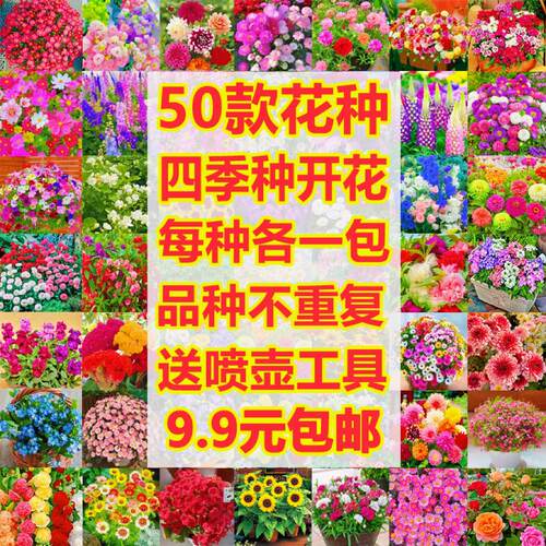 50款花种籽四季播种开花3天发芽