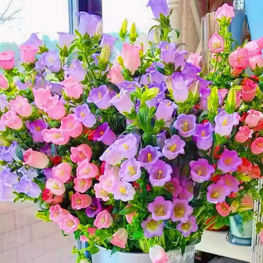 风铃草花种子四季播种易成活