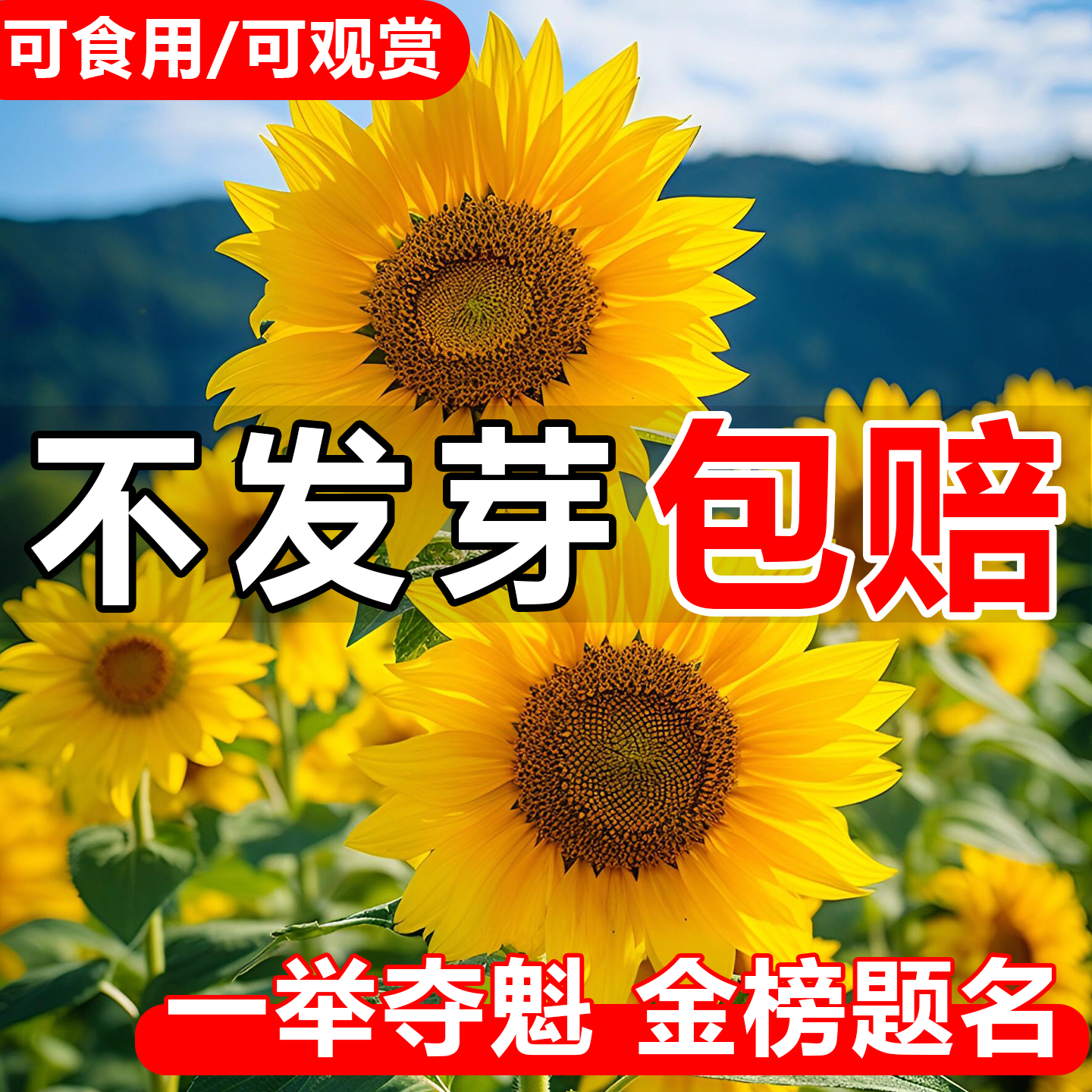 一举夺魁向日葵花种籽3天发芽