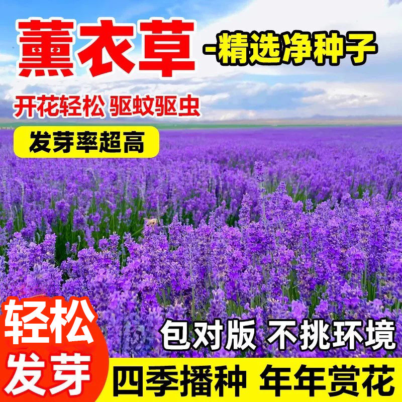 普罗旺斯薰衣草种子四季播种开花盆栽易活花籽庭院驱蚊植物花种孑