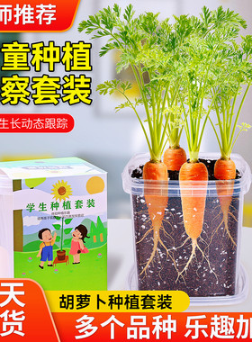 胡萝卜儿童种植小盆栽3天发芽