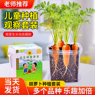 胡萝卜种子儿童种植小盆栽草莓凤仙花种籽小学生观察植物种子套装