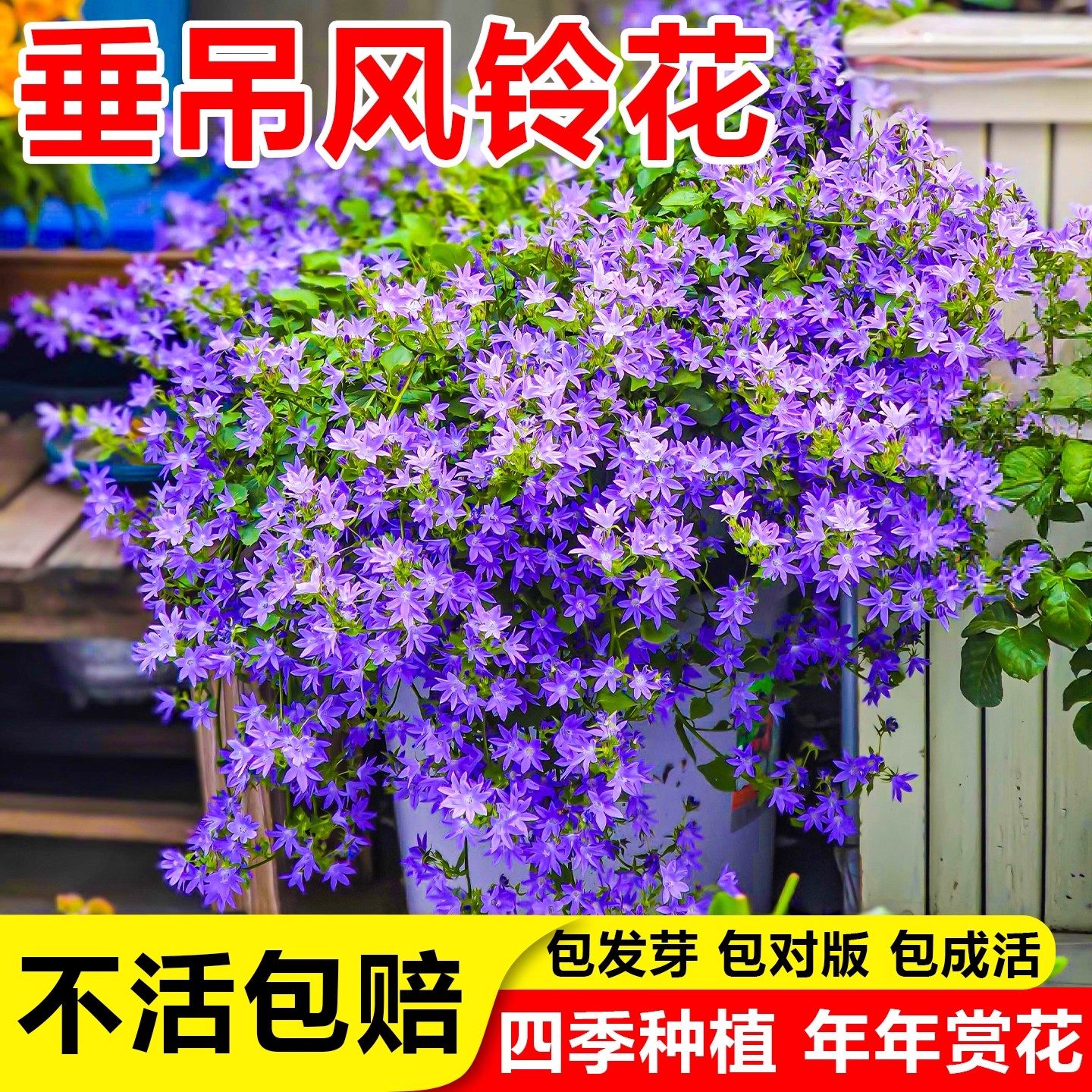 垂吊风铃草花种子四季播种开花易活花籽盆栽室外内阳台庭院花种孑