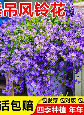 垂吊风铃草花籽四季易活快速开花
