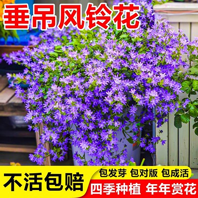 垂吊风铃草花籽四季易活快速开花