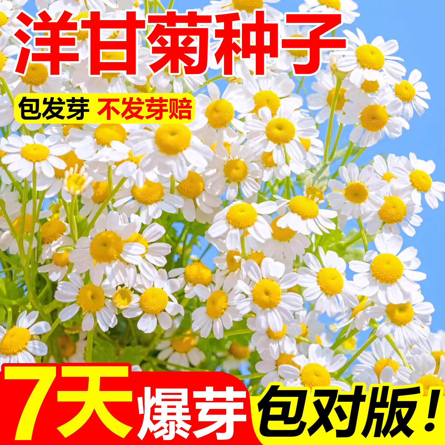 罗马洋甘菊花种子种籽花苗室内盆栽四季花卉易活小雏菊花种孑德国