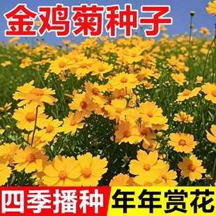 大花金鸡菊种子多年生金钱菊花籽盆栽四季易活开花庭院花卉种籽孑