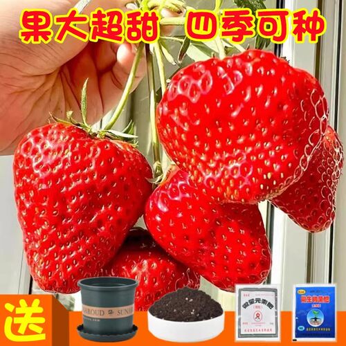 奶油大草莓结果多发芽快好成活