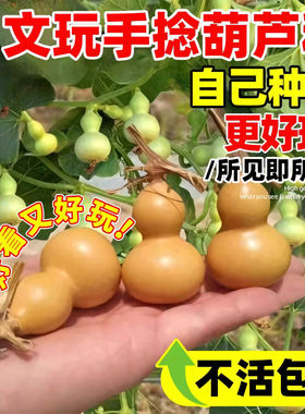 小葫芦种籽手捻葫芦种子四季种植庭院阳台爬藤观赏植物文玩葫芦苗