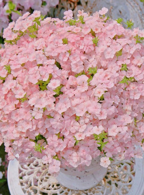 福禄考花种子四季播种开花易成活