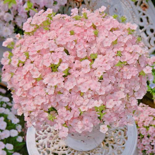 福禄考花种子四季播种开花易成活