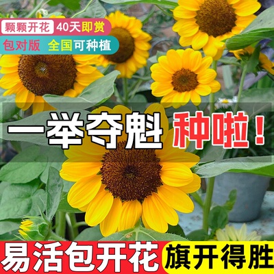 一举夺魁向日葵花种籽旗开得胜