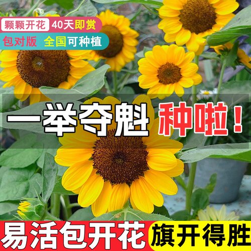 一举夺魁向日葵花种籽旗开得胜