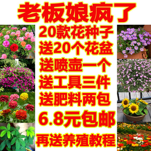 凤仙花四季素材模板 凤仙花四季图片下载 小麦优选