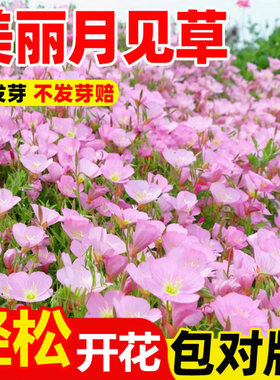 月见草种籽子四季种植播种好成活