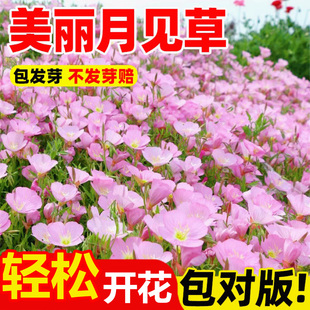 美丽月见草花种子四季播种开花种籽野花种子易活庭院室外阳台花卉