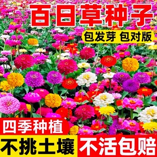 矮杆百日草花种子四季播种开花易活百日菊花籽庭院阳台盆栽花种子