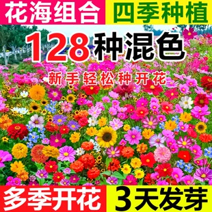 野花组合花种子四季播种开花矮生花卉植物室外庭院盆栽草花籽大全