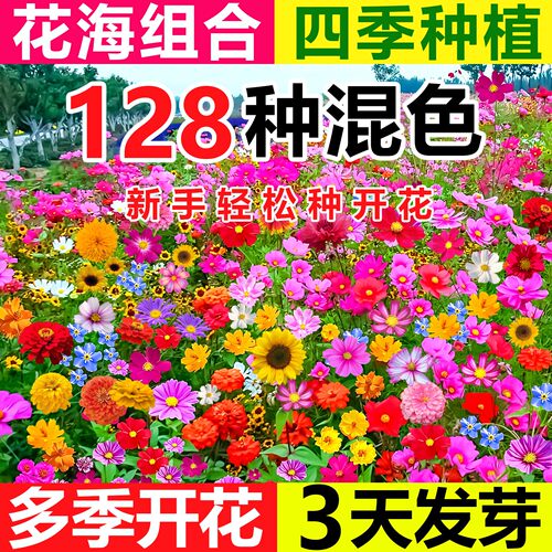 野花组合花种籽四季播种开花大全