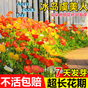 冰岛虞美人花籽格桑花七彩花种籽子重瓣四季播种开花太阳花卉种子