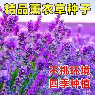 普罗旺斯薰衣草种子四季播种开花易活阳台庭院花籽蚊虫香草种孑苗