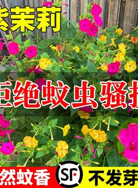 紫茉莉花种子四季播种易活发芽快