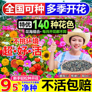 野花组合花种子四季多年矮生花卉植物室外庭院开花盆栽草花籽大全