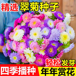 重瓣翠菊花种子四季种开花矮杆彩虹糖果菊花籽易活室外庭院花种孑