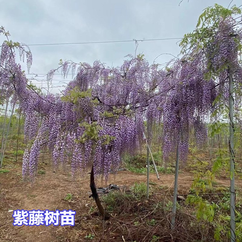 爬藤植物长穗紫藤树苗紫藤萝苗盆栽阳台庭院凉亭围墙攀援春秋花苗