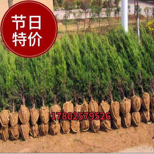 桧柏树苗价格_桧柏树苗图片- 星期三