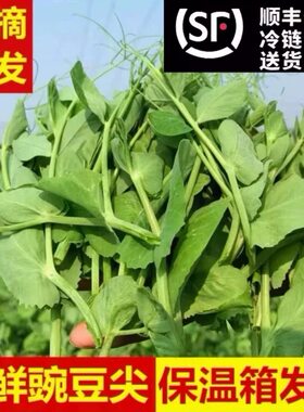 豌豆尖新鲜顺丰豆苗四川特产时令应季蔬菜现摘现发煮汤火锅食材