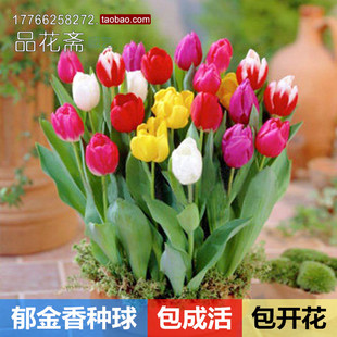 荷兰进口郁金香种球室内盆栽土培水培植物球根花卉重瓣郁金香种子原价2 80元现价2 80元包邮抢购广西园林行业平台