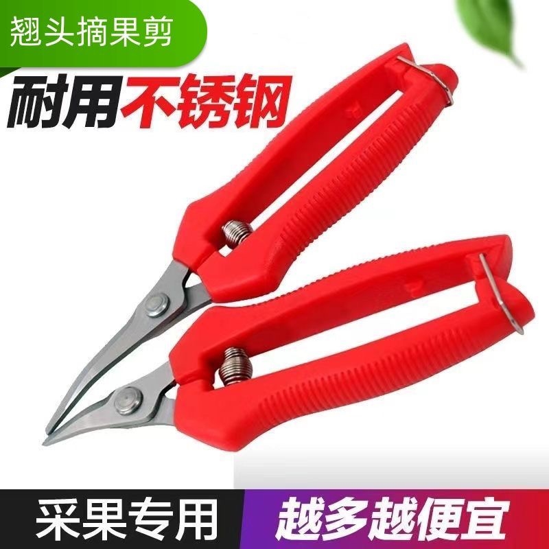 加厚不锈钢采果剪弯头剪刀采摘番茄柑橘剪刀园艺翘头火龙果修枝剪